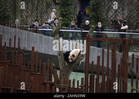 Copenhague, Danemark. Dec 29, 2019. Panda géant Mao er repose sur un tronc d'arbre au Zoo de Copenhague à Copenhague, Danemark, le 29 décembre 2019. Le panda géant chinois couple Xing er er Mao et est arrivé à Copenhague Zoo le 4 avril 2019 en vertu d'un 15-année Sino-Danish Panda la coopération internationale en matière de recherche du projet. Credit : Lin Jing/Xinhua/Alamy Live News Banque D'Images