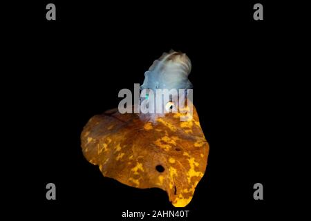 Nautilus Papier, assis sur une feuille, l'Argonauta argo, les argonautes (genre Argonauta, le seul genre de la famille Argonautidae) sont un groupe de pe Banque D'Images
