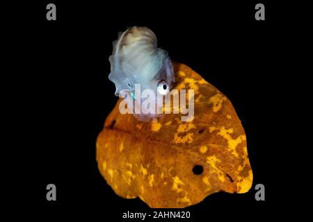 Nautilus Papier, assis sur une feuille, l'Argonauta argo, les argonautes (genre Argonauta, le seul genre de la famille Argonautidae) sont un groupe de pe Banque D'Images