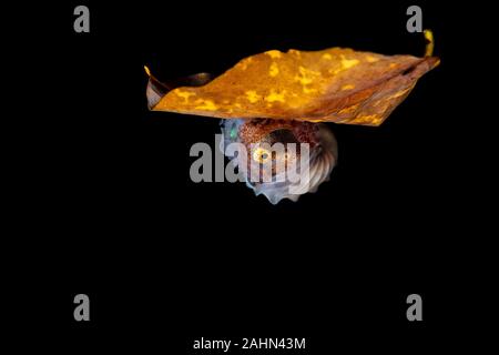 Nautilus Papier, assis sur une feuille, l'Argonauta argo, les argonautes (genre Argonauta, le seul genre de la famille Argonautidae) sont un groupe de pe Banque D'Images
