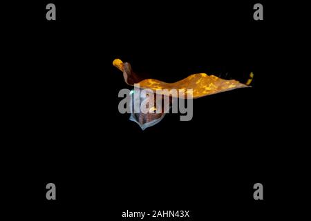 Nautilus Papier, assis sur une feuille, l'Argonauta argo, les argonautes (genre Argonauta, le seul genre de la famille Argonautidae) sont un groupe de pe Banque D'Images