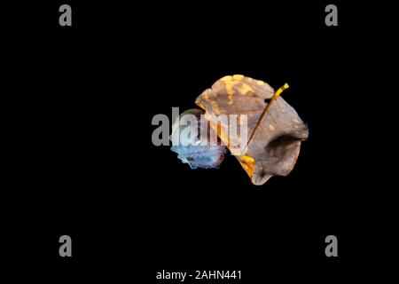 Nautilus Papier, assis sur une feuille, l'Argonauta argo, les argonautes (genre Argonauta, le seul genre de la famille Argonautidae) sont un groupe de pe Banque D'Images