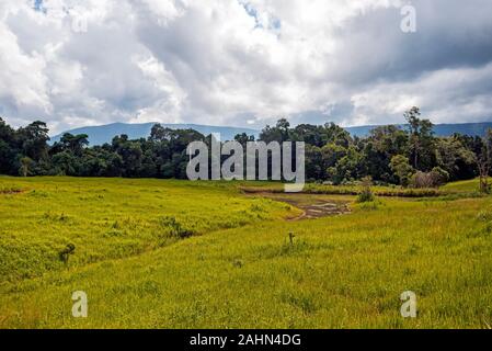 Paysage de prairies dans Nong Pak Chee Parc national Khao Yai en Thaïlande. Banque D'Images