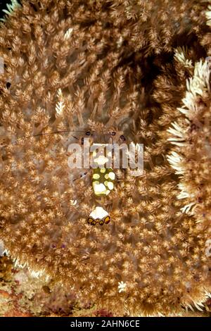 Anémone de verre ou Peacock-Tail crevettes Crevettes Periclimenes brevicarpalis, Anémone Banque D'Images