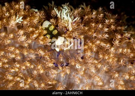 Anémone de verre ou Peacock-Tail crevettes Crevettes Periclimenes brevicarpalis, Anémone Banque D'Images