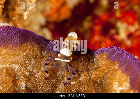 Anémone de verre ou Peacock-Tail crevettes Crevettes Periclimenes brevicarpalis, Anémone Banque D'Images