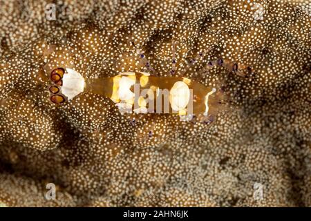 Anémone de verre ou Peacock-Tail crevettes Crevettes Periclimenes brevicarpalis, Anémone Banque D'Images