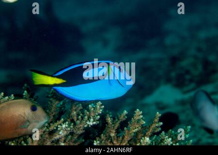 Paracanthurus hepatus est une espèce de poisson chirurgien de l'Indo-Pacifique Banque D'Images