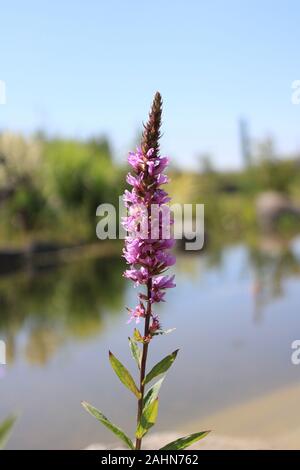 Belle fleur pourpre en face d'un petit lac en Autriche Banque D'Images