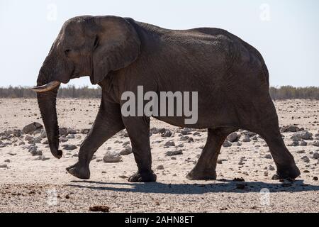 Grand Eléphant marchant dans le parc national d'Etosha, Namibie - un homme aux défenses de Bull dans une plaine à sec Banque D'Images