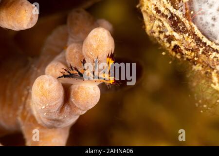 Nudibranche, Seaslug, Dendronotus est un genre de limaces de mer, des nudibranches, oiseaux de la famille des Tritonioidea Banque D'Images