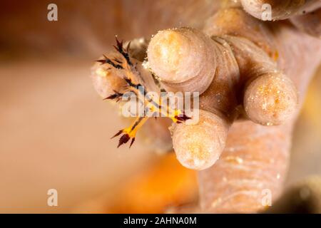 Nudibranche, Seaslug, Dendronotus est un genre de limaces de mer, des nudibranches, oiseaux de la famille des Tritonioidea Banque D'Images