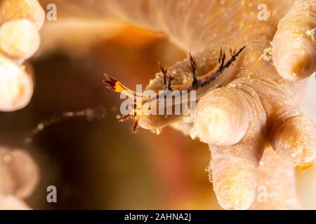 Nudibranche, Seaslug, Dendronotus est un genre de limaces de mer, des nudibranches, oiseaux de la famille des Tritonioidea Banque D'Images