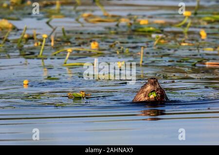 Natation dans le lac Beaver Ammersee Bavaria, manger les feuilles de nénuphars jaunes ou aussi appelé brandy-bouteilles Banque D'Images