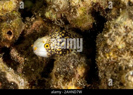 Le snowflake moray (Echidna nebulosa) aussi connu comme le Moray Banque D'Images