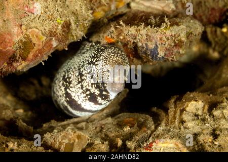 Le snowflake moray (Echidna nebulosa) aussi connu comme le Moray Banque D'Images