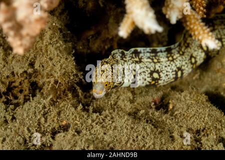 Le snowflake moray (Echidna nebulosa) aussi connu comme le Moray Banque D'Images