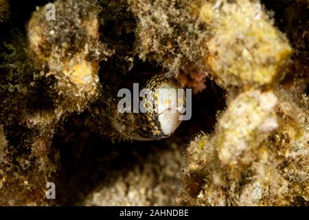 Le snowflake moray (Echidna nebulosa) aussi connu comme le Moray Banque D'Images