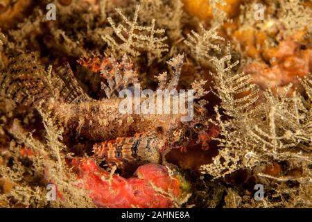 Acanthuridae (également connu sous le nom de scorpion) sont une famille de poissons marins pour la plupart qui comprend de nombreuses espèces plus venimeux Banque D'Images