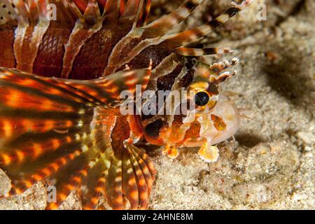 Acanthuridae (également connu sous le nom de scorpion) sont une famille de poissons marins pour la plupart qui comprend de nombreuses espèces plus venimeux Banque D'Images