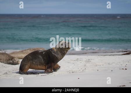 Mer du Sud masculin (Otaria flavescens) entre un groupe d'Éléphant de mer du sud (Mirounga leonina) sur l'île de Sea Lion dans les îles Falkland. Banque D'Images