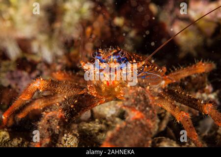 L'apophyse Galathea strigosa, Homard Squad Banque D'Images