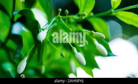 Fleurs blanches sur la branche Banque D'Images