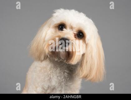 Cavapoo, 1 an, crème, petit, Royaume-Uni. Banque D'Images