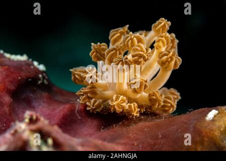 Rudman's Phyllodesmium, Phyllodesmium rudmani est une espèce de aeolid un nudibranche de la famille Facelinidae Banque D'Images
