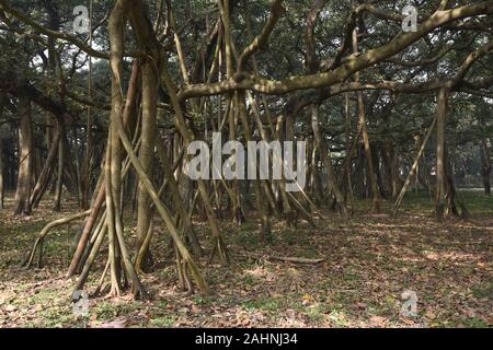 Le Grand Banyan (Ficus benghalensis) tree à l'AJMJ Indien Bose, Le Jardin botanique de Howrah, Calcutta, Inde. Cet arbre est plus de 250 ans et le sap Banque D'Images