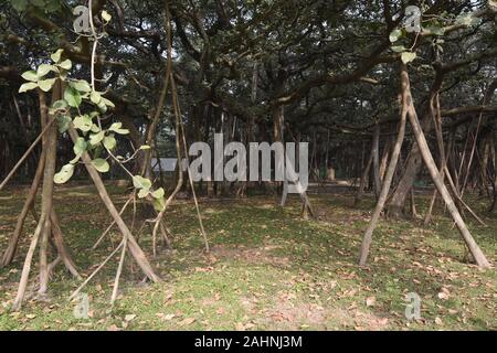 Le Grand Banyan (Ficus benghalensis) tree à l'AJMJ Indien Bose, Le Jardin botanique de Howrah, Calcutta, Inde. Cet arbre est plus de 250 ans et le sap Banque D'Images