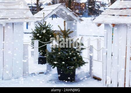 Arbres de Noël en pot dans les marchés, juste. Les arbres de Noël sont vendues sur le marché avant le jour de l'an. Temps de neige. Banque D'Images