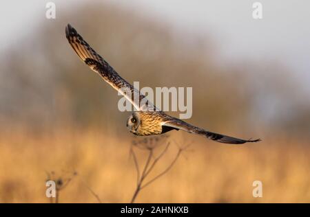 Hibou moyen court sur la chasse des prairies Cotswold Hills Banque D'Images