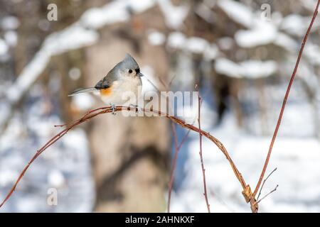 Mésange bicolore (Baeolophus bicolor) perché sur une branche en hiver. Banque D'Images