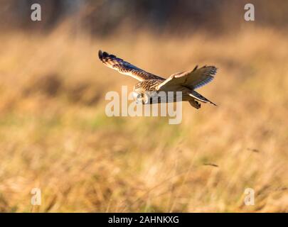 Hibou moyen court sur la chasse des prairies Cotswold Hills Banque D'Images