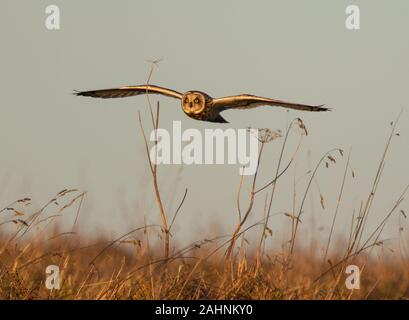 Hibou moyen court sur la chasse des prairies Cotswold Hills Banque D'Images