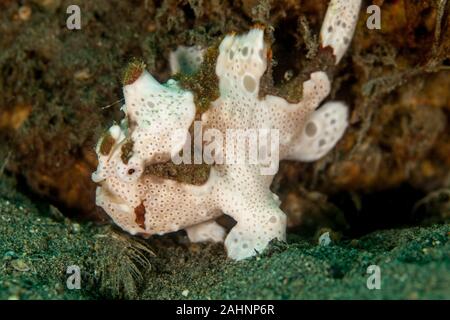 Poisson grenouille verruqueux (Clown blanc poissons grenouille) - Antennarius maculatus Banque D'Images