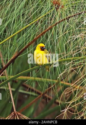 Le nord de Brown-throated Weaver Ploceus (castanops) mâle adulte, perché sur papyrus du parc national du lac Mburo, novembre Ouganda Banque D'Images