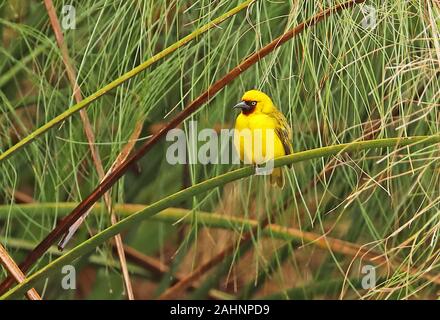 Le nord de Brown-throated Weaver Ploceus (castanops) mâle adulte, perché sur papyrus du parc national du lac Mburo, novembre Ouganda Banque D'Images