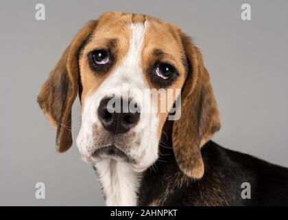 Beagle Puppy, 21 semaines, Royaume-Uni. Banque D'Images