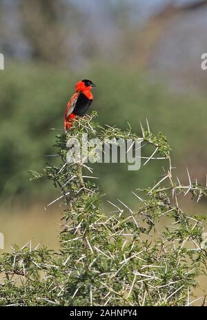 Northern Red Bishop (Euplectes franciscanus) mâle adulte, perché au sommet d'bush Parc National Murchison Falls, l'Ouganda Novembre Banque D'Images