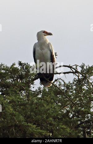 Palmiste africain (Gypohierax angolensis) des profils perché au sommet de l'arbre du Parc national Queen Elizabeth, l'Ouganda Novembre Banque D'Images