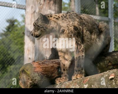 Chat sauvage se situant sur les grumes dans sa cage au zoo local Banque D'Images