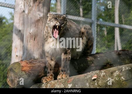 Chat sauvage se situant sur les grumes dans sa cage au zoo local Banque D'Images