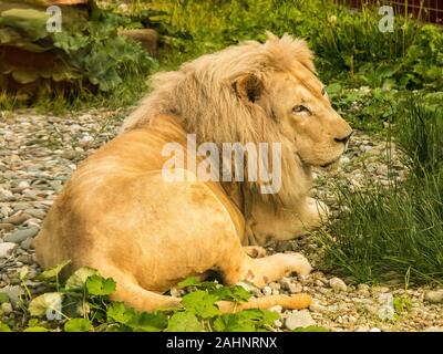 Grand lion reposant sur le gras vert dans la jungle Banque D'Images