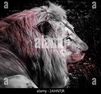 Lion reposant sur l'herbe dans la savane Banque D'Images