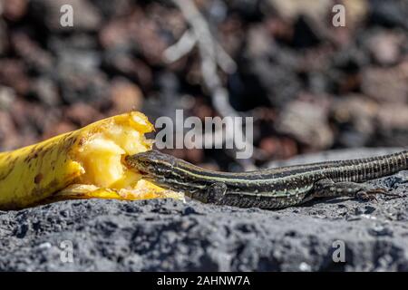 La Palma femelles lézards (Gallotia galloti mur palmae) manger banane jetée sur la roche volcanique. Le lézard bleu mâle a colorier sous cou Banque D'Images