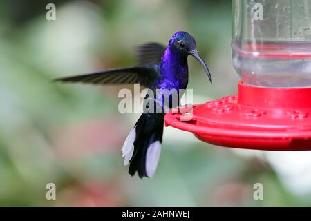 Campyloptère violet Hummingbird. On trouve dans les forêts brumeuses de Monteverde, Costa Rica. Banque D'Images