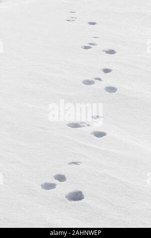 Close up des empreintes de pas dans la neige de Lièvre lièvre / Alpine / neige hare (Lepus timidus) en hiver Banque D'Images