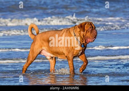 Unleashed Dogue de Bordeaux / Dogue français / Bordeauxdog, Français race de chien pagayer dans l'eau de mer le long de la côte de la mer du Nord Banque D'Images